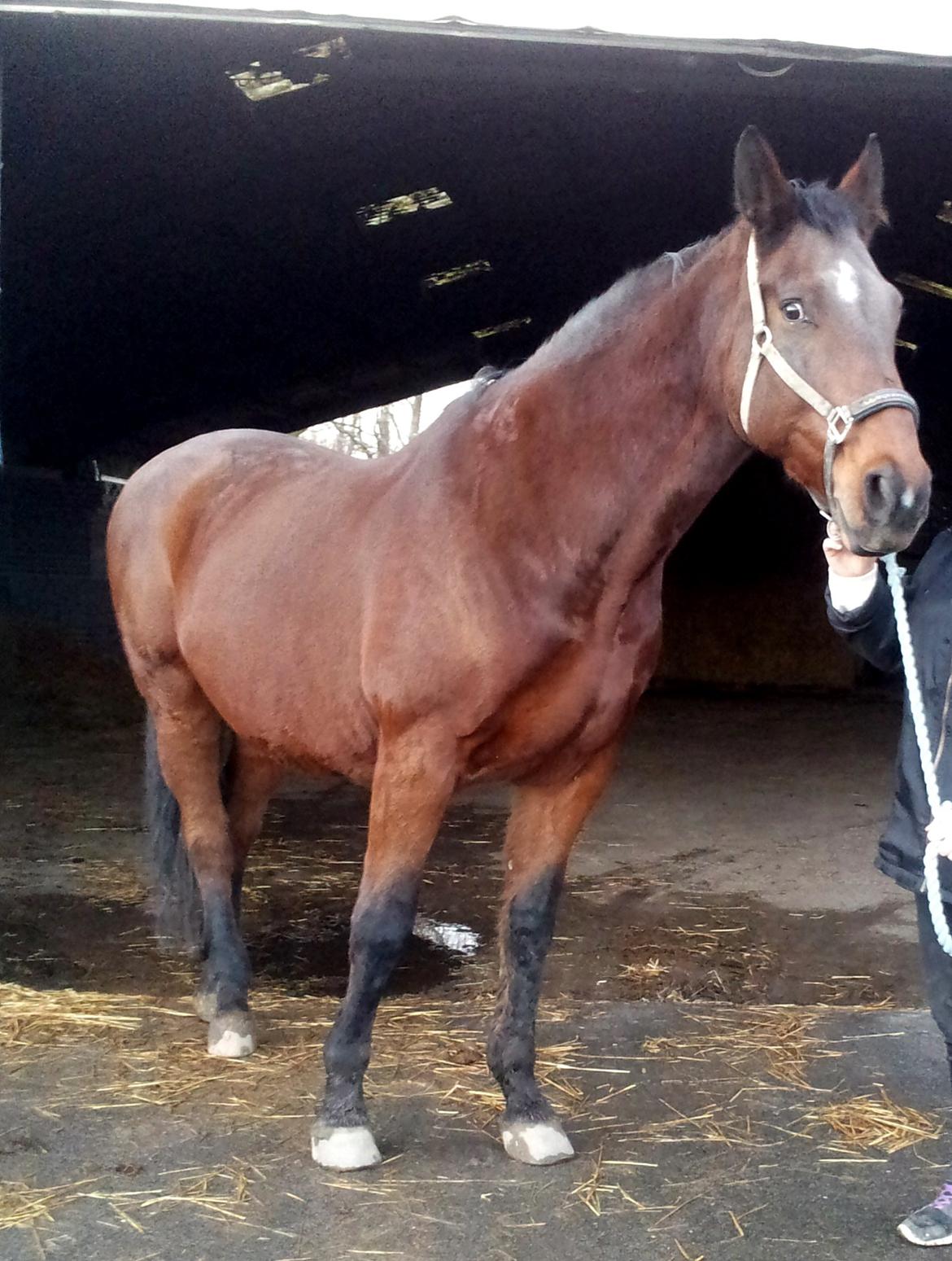 Dansk Varmblod Donna billede 10