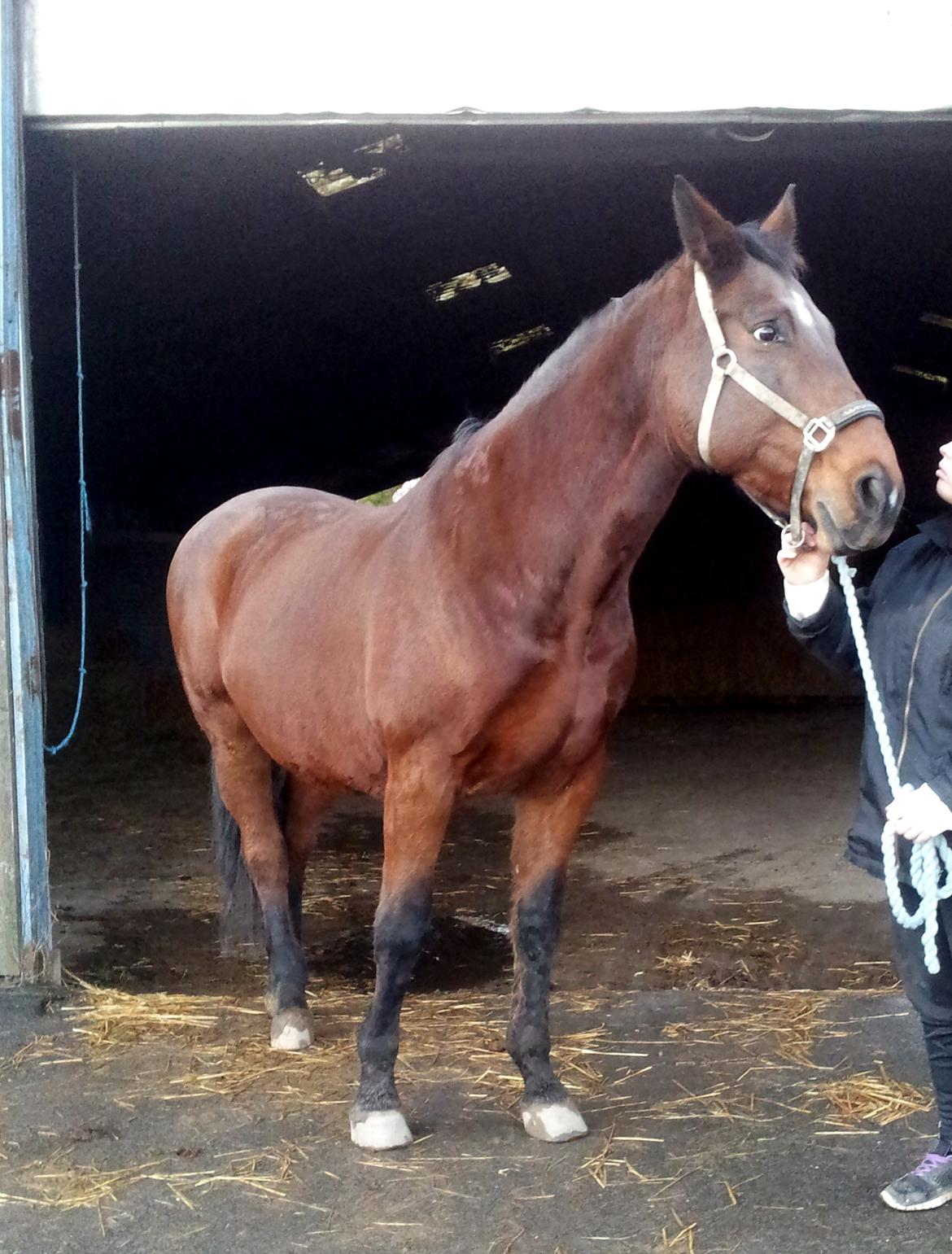 Dansk Varmblod Donna billede 11