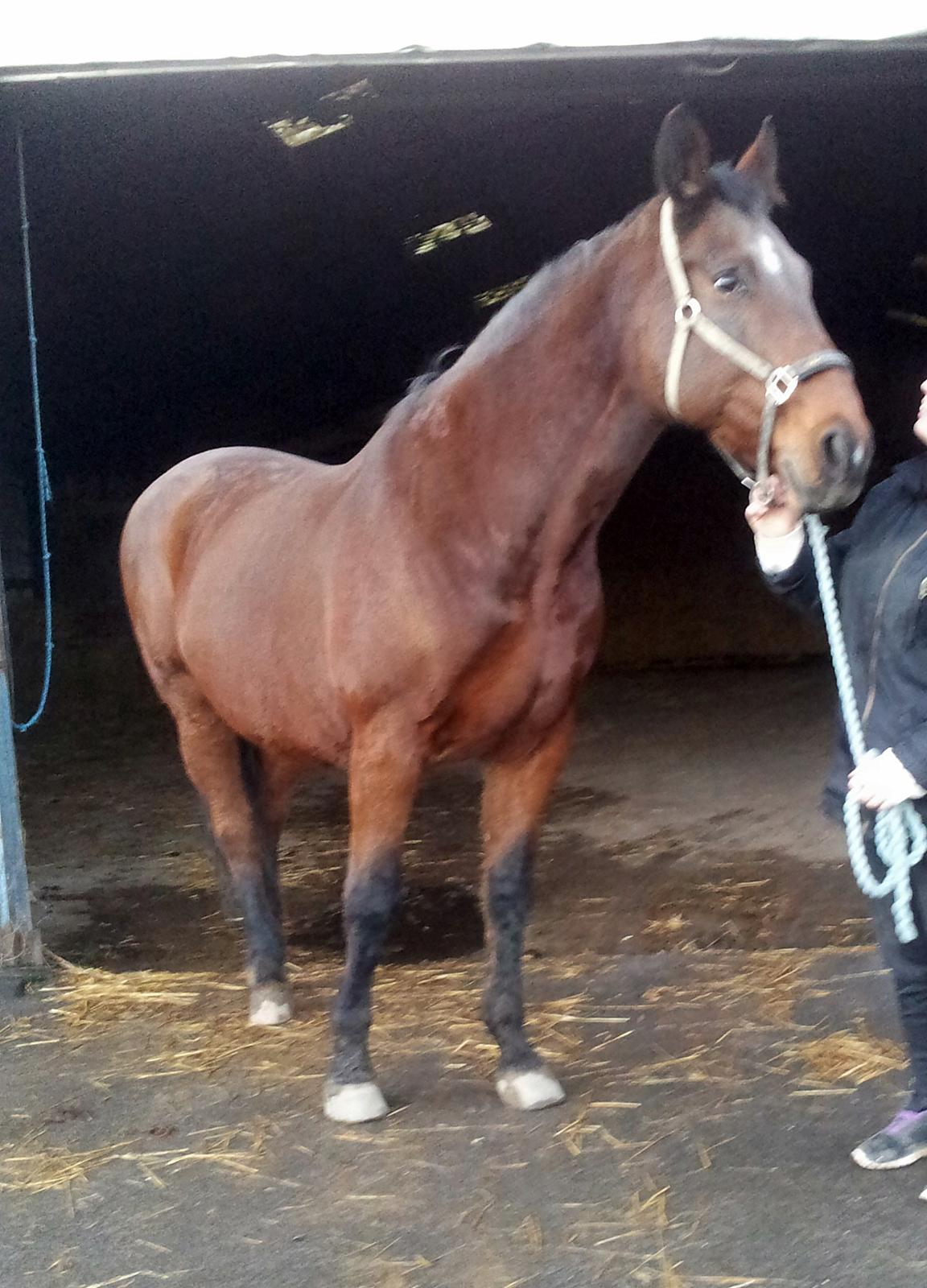 Dansk Varmblod Donna billede 12