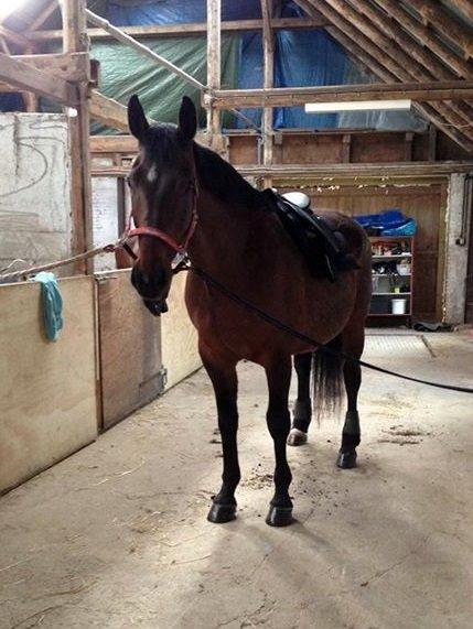 Dansk Varmblod Donna billede 13