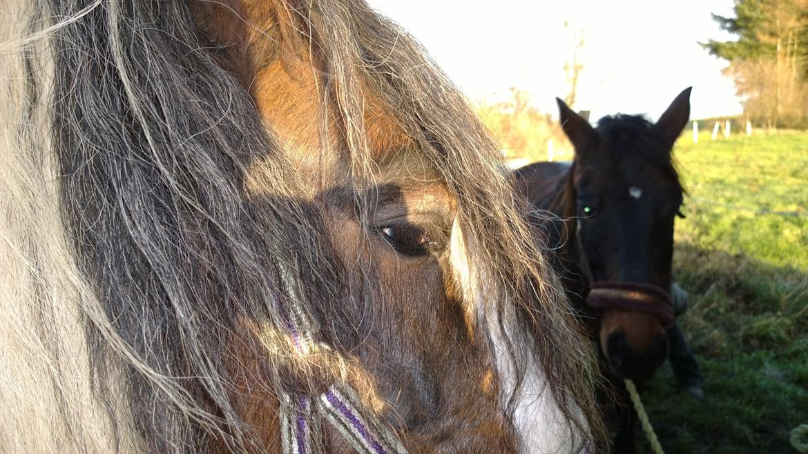 Tinker Rosita - Velkommen til en super sød Hest! ;-) Nu når du er her, så lig lige en bedømelse og en kommentar :-D. FOTO: Mig billede 1