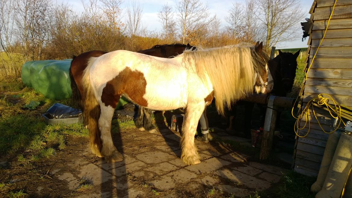 Tinker Rosita - Smukke, Pige<3FOTO: Mig billede 5