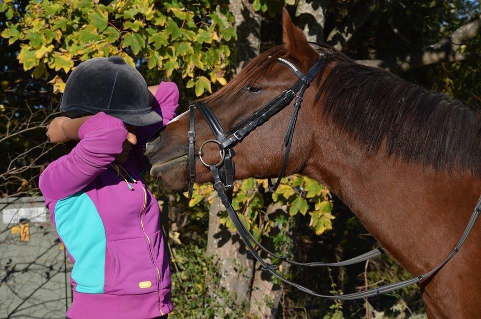 DSP Firhøjs Papillon billede 1