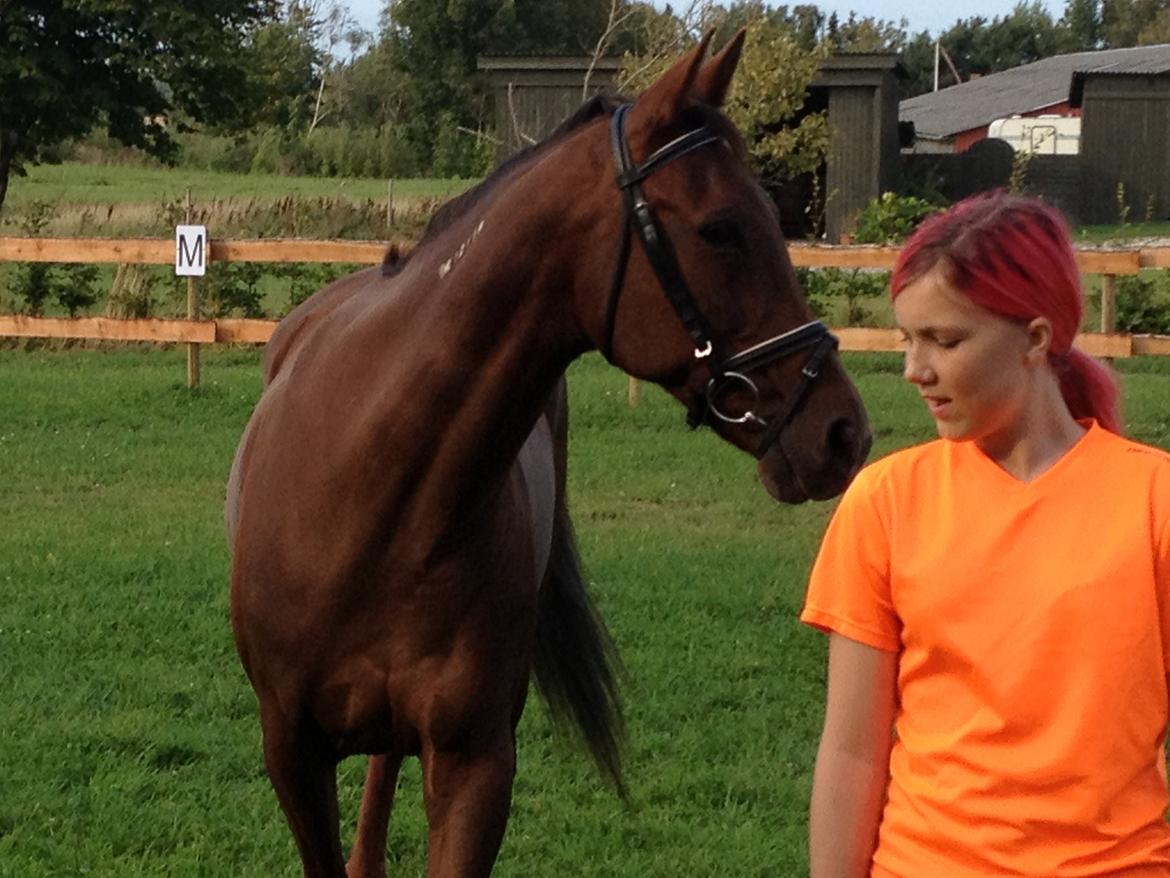 Traver Darling billede 10