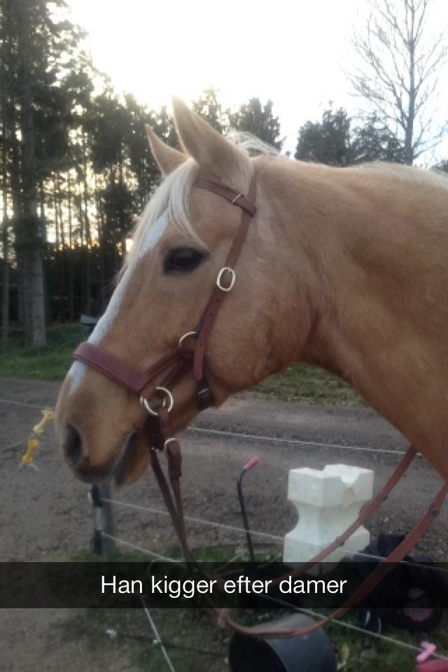 Anden særlig race Copys Le Charmeur billede 16