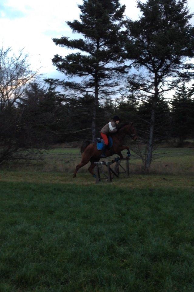 Traver Darling billede 14