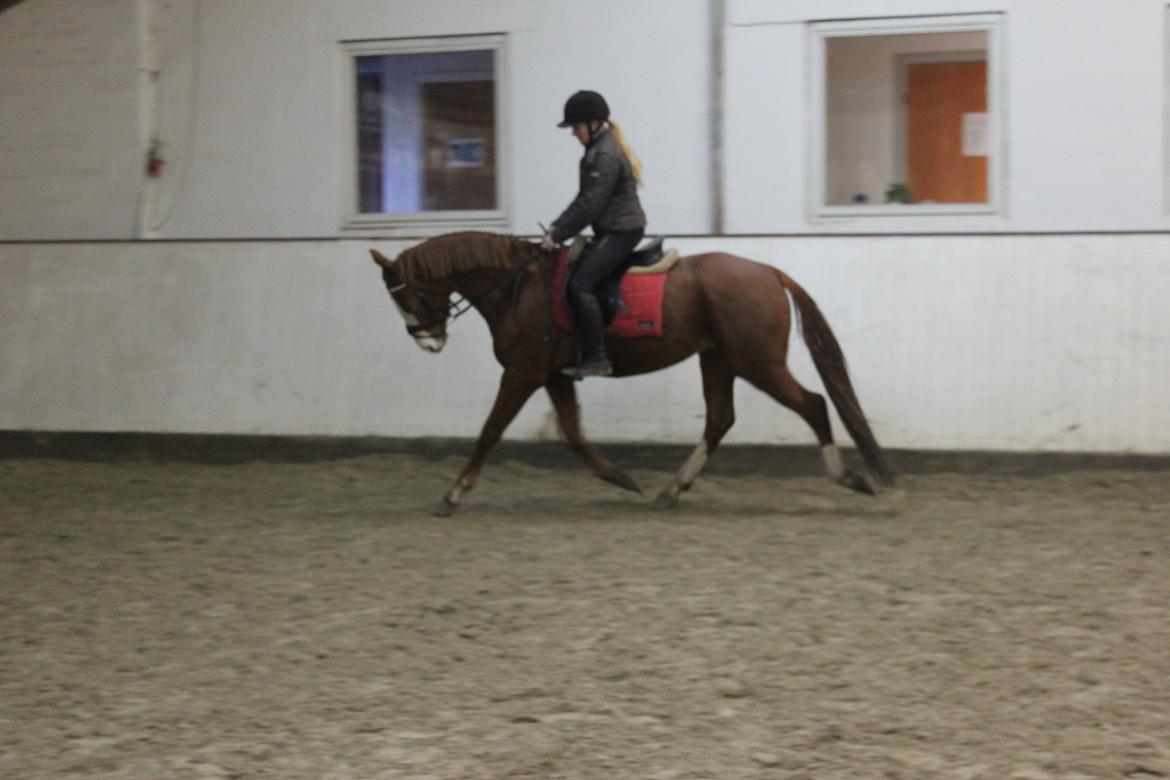 Dansk Varmblod Wipper ( Solgt ) - 4 dec 2013 billede 20