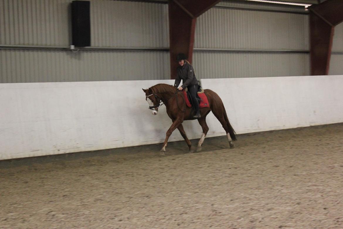 Dansk Varmblod Wipper ( Solgt ) - 4 dec 2013 billede 21