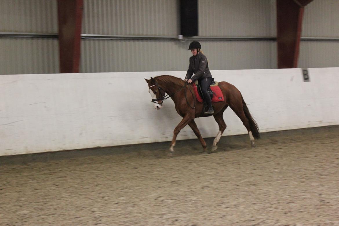 Dansk Varmblod Wipper ( Solgt ) - 4 dec 2013 billede 22