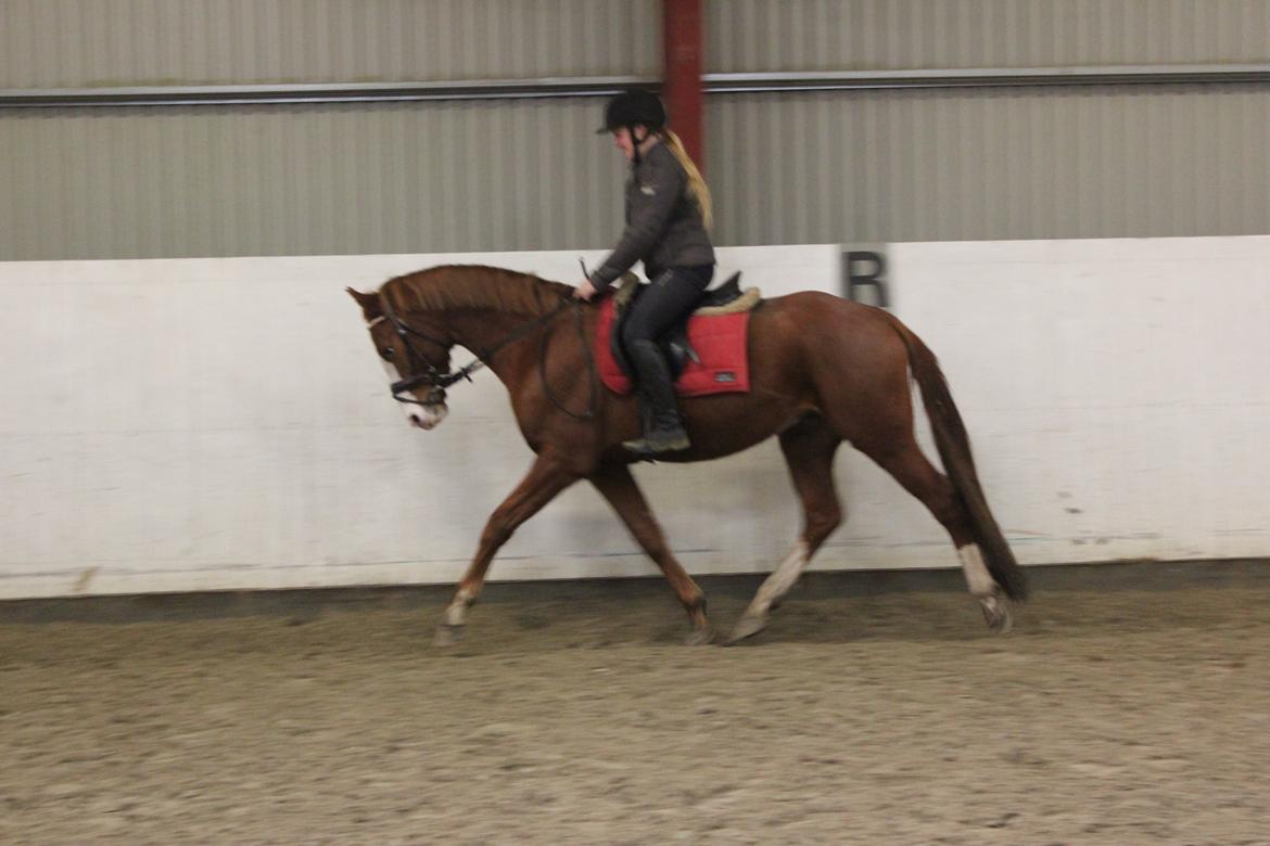 Dansk Varmblod Wipper ( Solgt ) billede 23