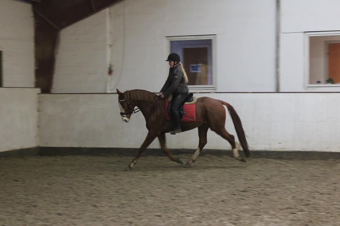 Dansk Varmblod Wipper ( Solgt ) billede 24