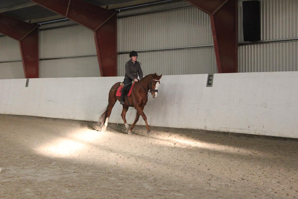 Dansk Varmblod Wipper ( Solgt ) billede 25