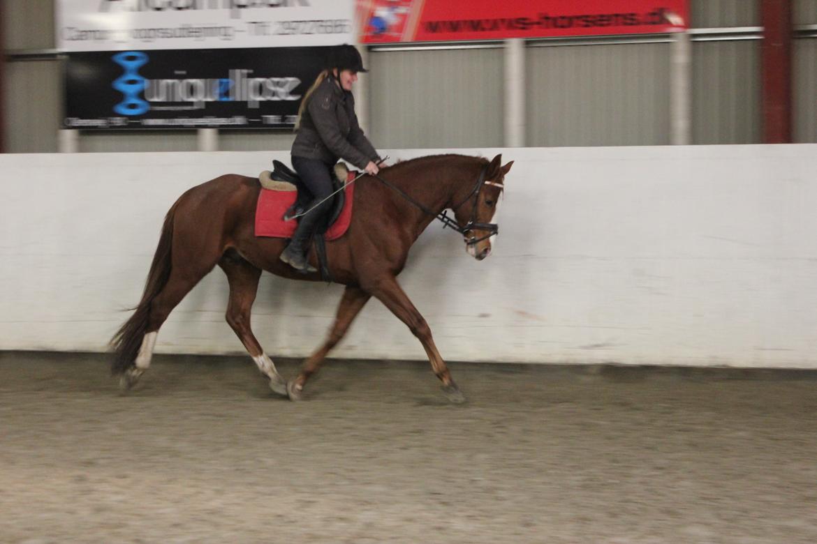 Dansk Varmblod Wipper ( Solgt ) billede 26