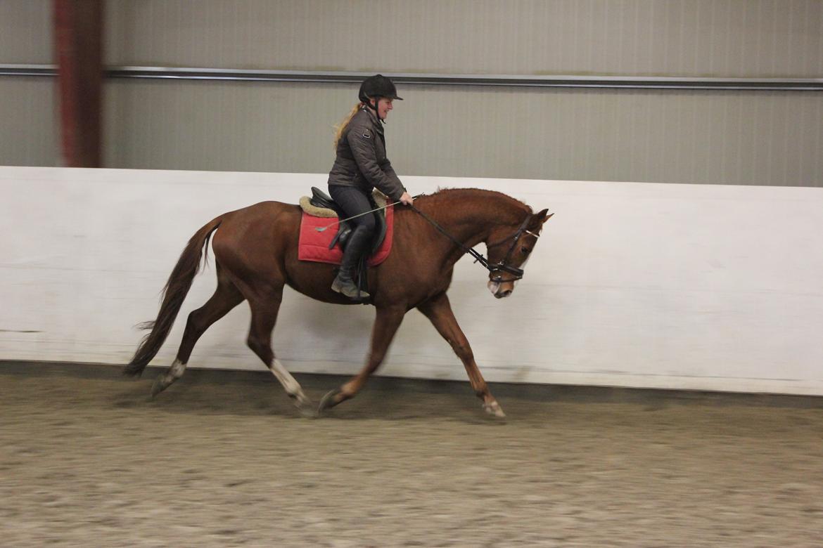 Dansk Varmblod Wipper ( Solgt ) billede 27