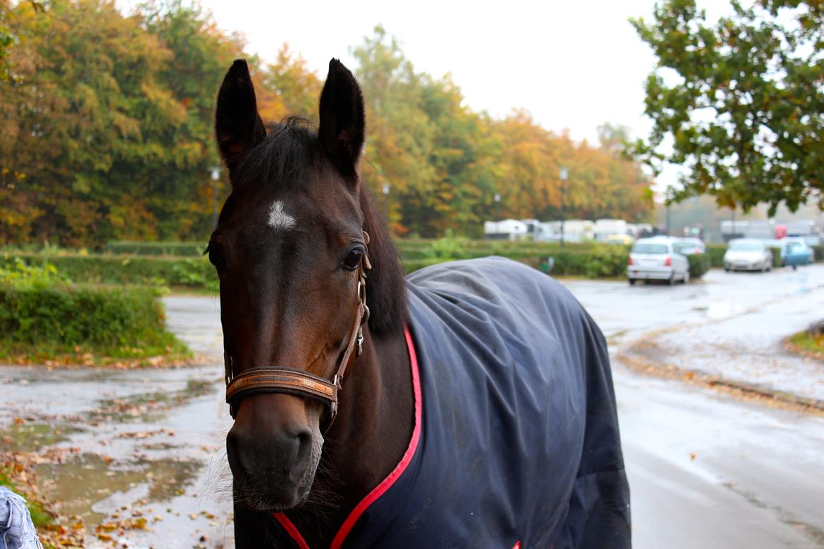 Anden særlig race Sweet Wonder - | Velkommen til Wonders profil | 
-En dag  i efterårsferien 2013 <3

-Kamille Ninn's foto billede 2