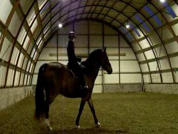 Anden særlig race Dakota - Foto: Fra video billede 12