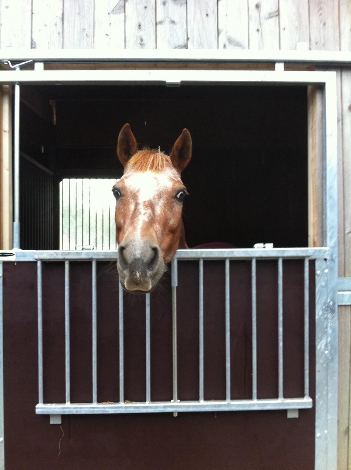 Anden særlig race Fru.Smith - Smity kan lige nå at se ud, i sin nye boks billede 3