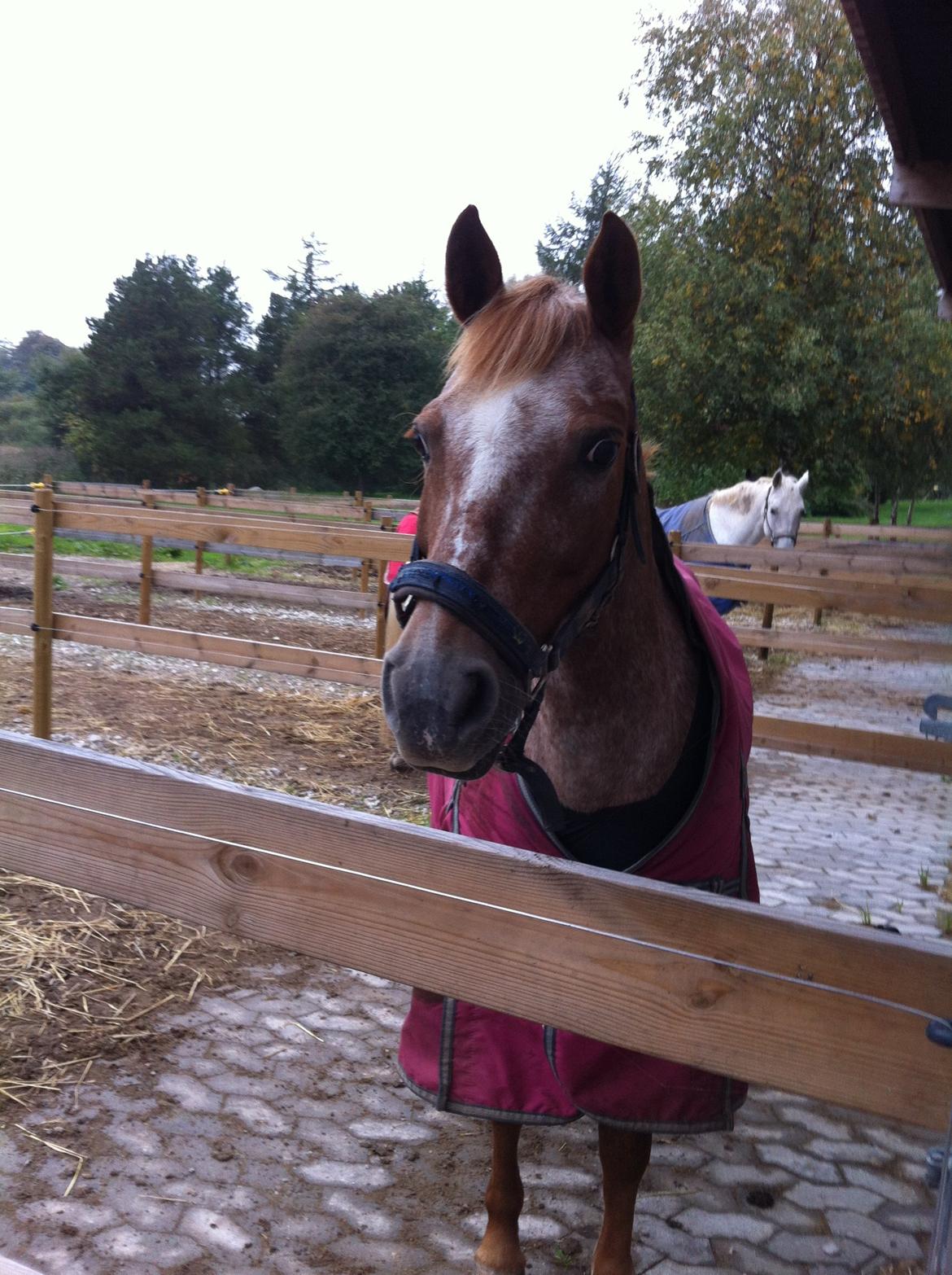 Anden særlig race Fru.Smith - Smitty i sin nye udeboks med egen hyggefold. billede 4