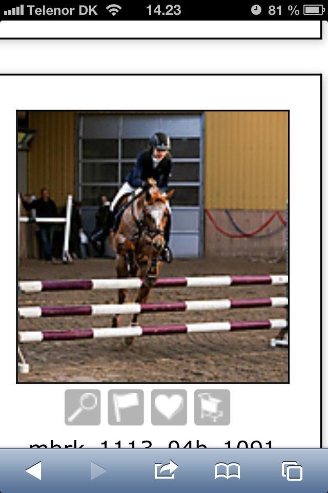 Anden særlig race Fru.Smith - Til stævne i MBRK oktober 2013.. billede 6