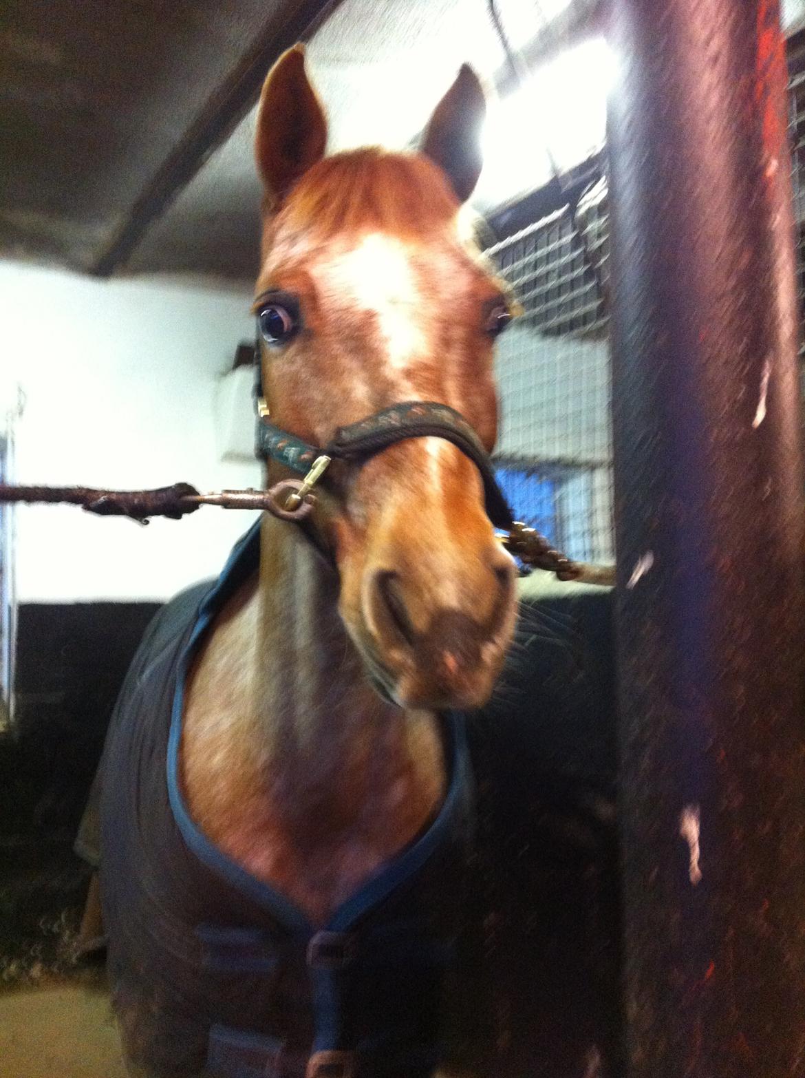 Anden særlig race Fru.Smith billede 8