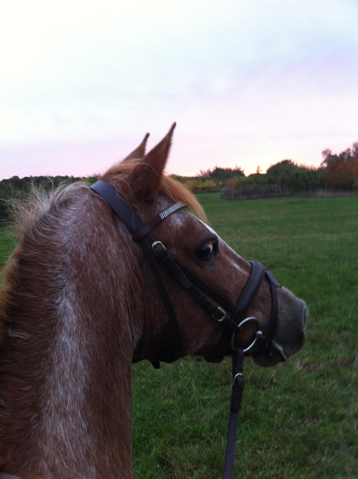 Anden særlig race Fru.Smith - Hyggetur på marken. billede 9