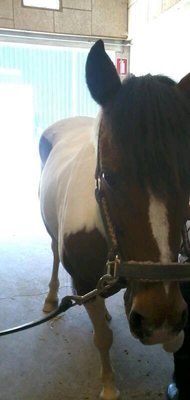 Pinto Gaisha - Min lille geisha<3 billede 16