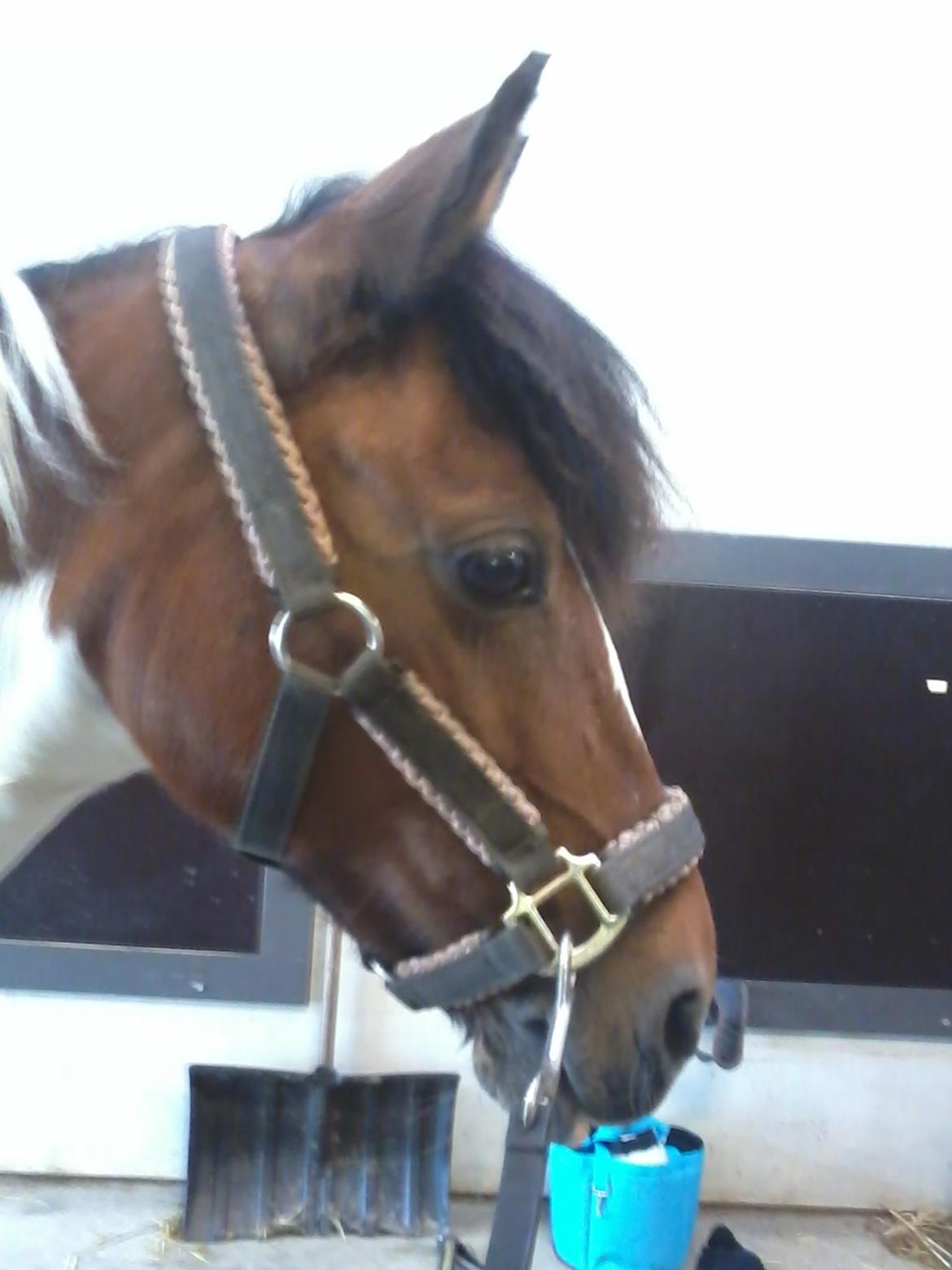 Pinto Gaisha - <3<3<3<3<3 billede 17