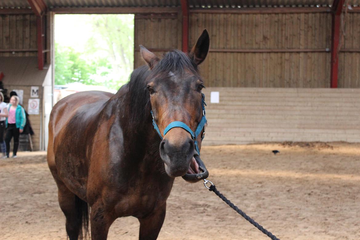 Pinto Bariolé Déja Vú billede 4