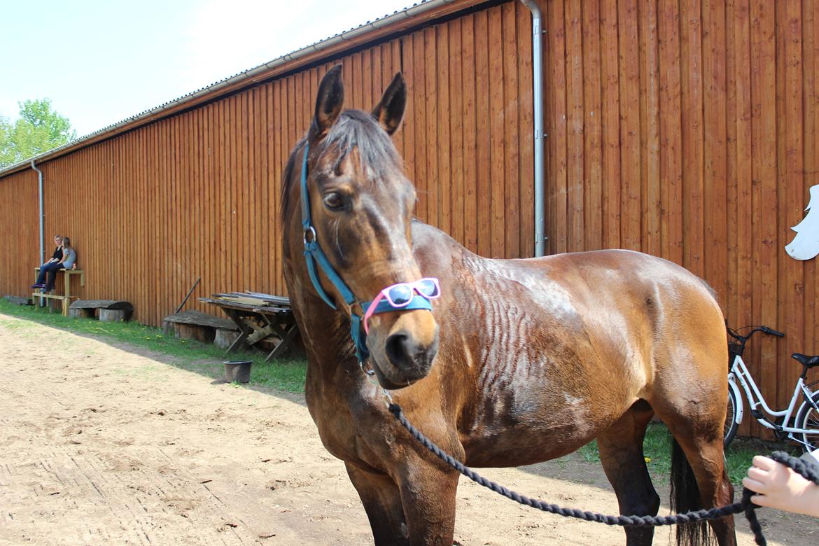 Pinto Bariolé Déja Vú billede 11