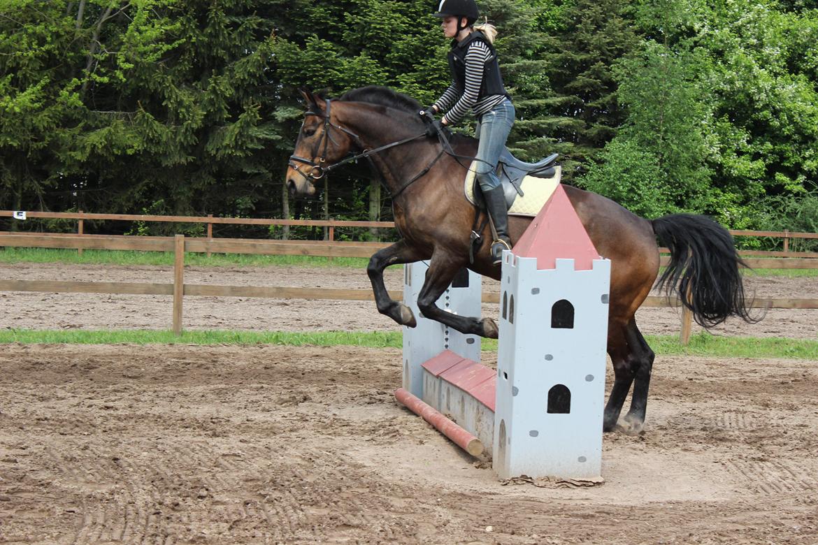 Pinto Bariolé Déja Vú billede 8