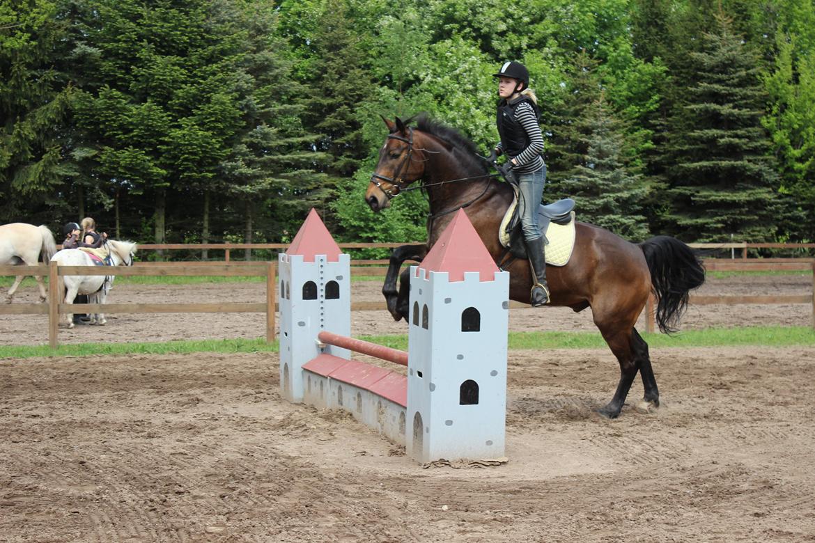 Pinto Bariolé Déja Vú billede 19