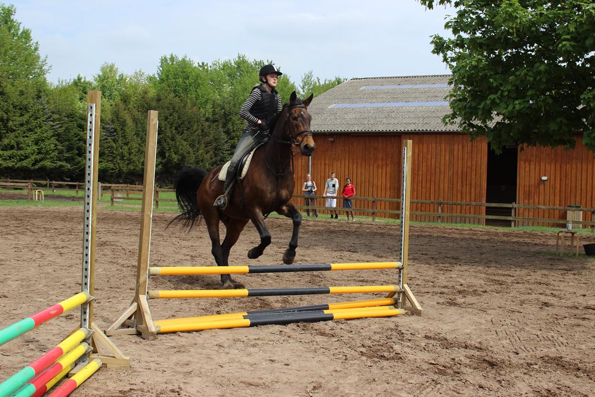 Pinto Bariolé Déja Vú billede 14