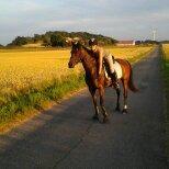 DSP Villagårdens Momo billede 4