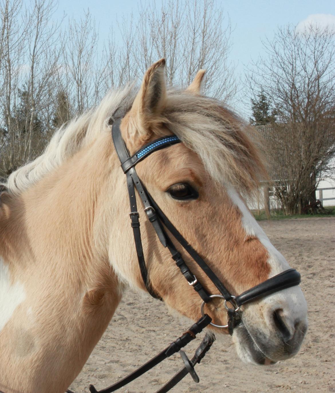 Pinto Madonna <3 - sødeste lille bamse pony - 2013 billede 21