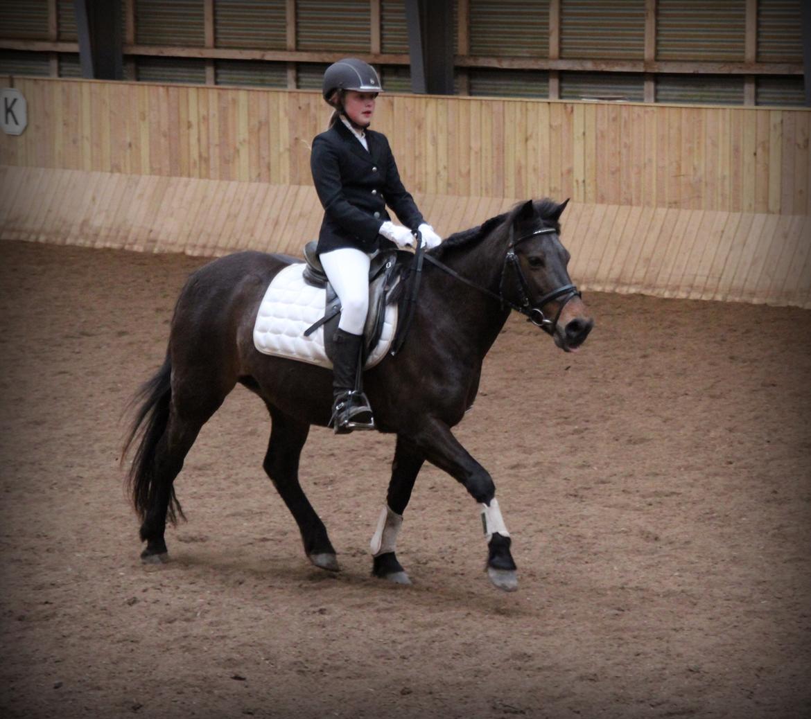 Anden særlig race Diva - Lb1 billede 3