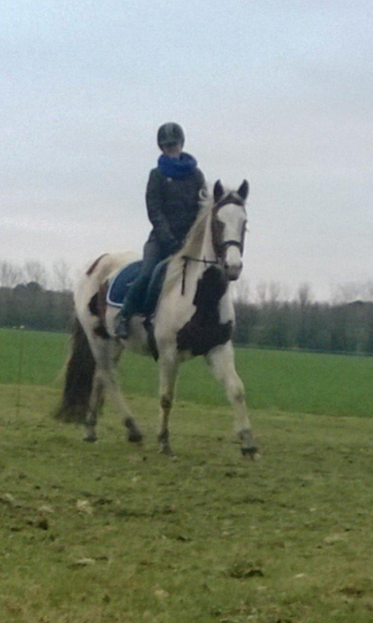 Barockpinto Langsigen Flint <3 - Det har taget 3 måneder og nå dette resultat! Ørene fremme, energi & generelt mere glad! :-) billede 3