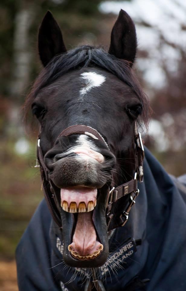 Welsh Cob (sec D) Valhallas Ladybird billede 1