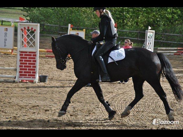 Welsh Cob (sec D) Valhallas Ladybird billede 2