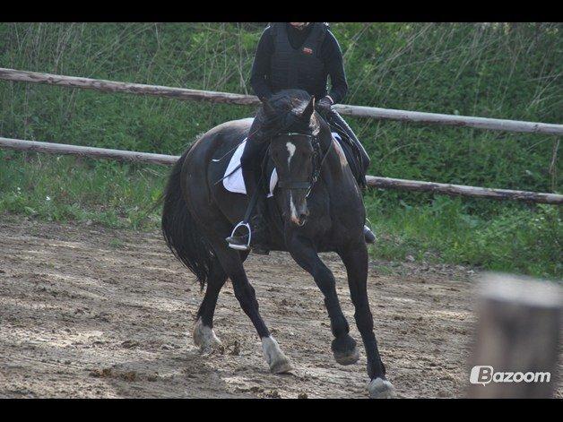Welsh Cob (sec D) Valhallas Ladybird billede 3