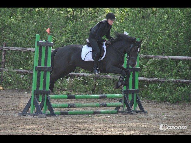 Welsh Cob (sec D) Valhallas Ladybird billede 4