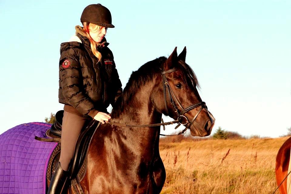 Welsh Cob (sec D) Valhallas Ladybird billede 5