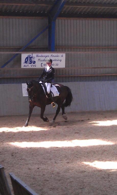 Welsh Cob (sec D) Valhallas Ladybird billede 6