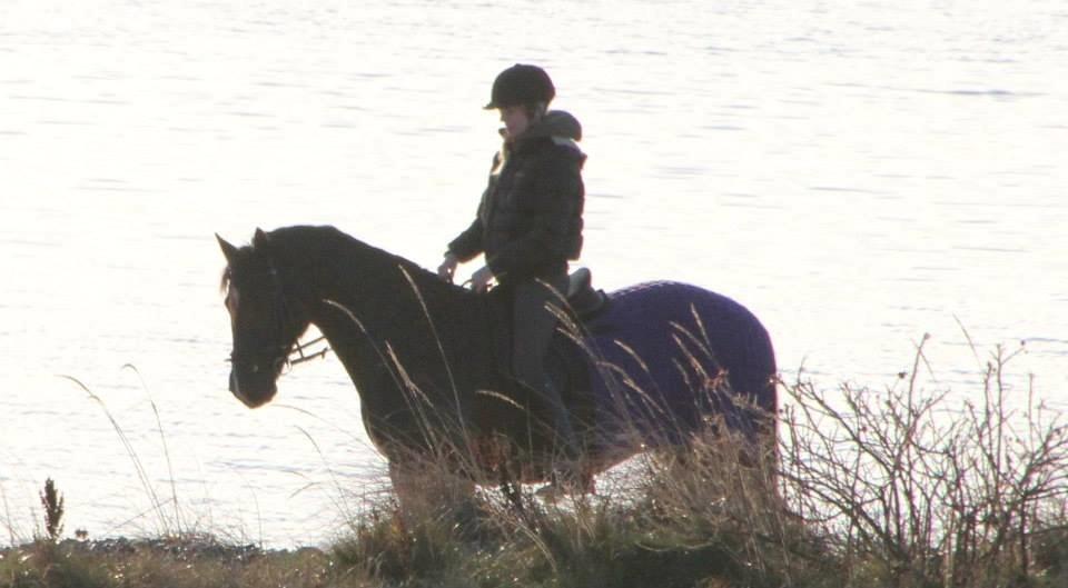 Welsh Cob (sec D) Valhallas Ladybird billede 7