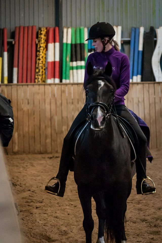 Welsh Cob (sec D) Valhallas Ladybird billede 8