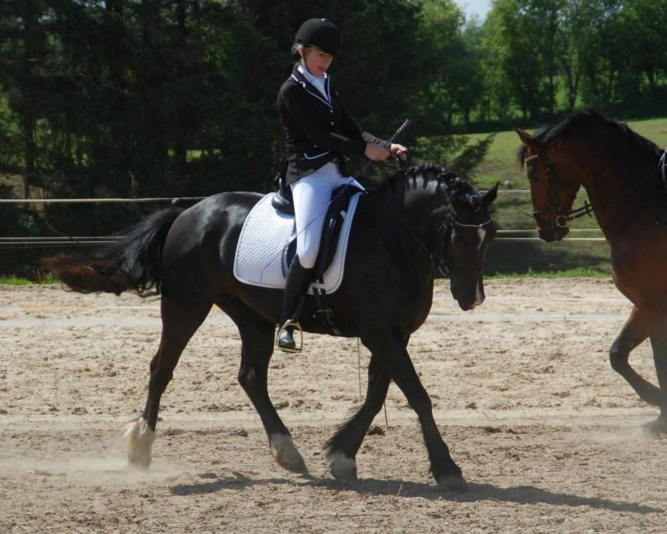 Welsh Cob (sec D) Valhallas Ladybird billede 9