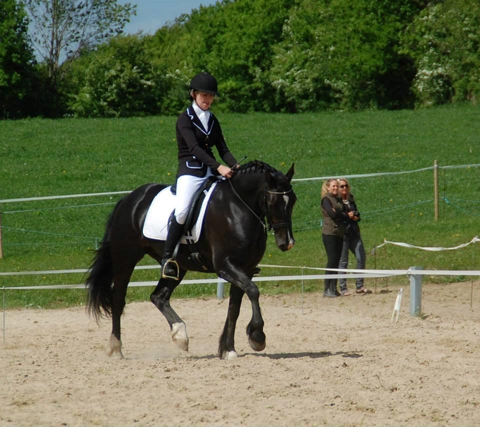 Welsh Cob (sec D) Valhallas Ladybird billede 10