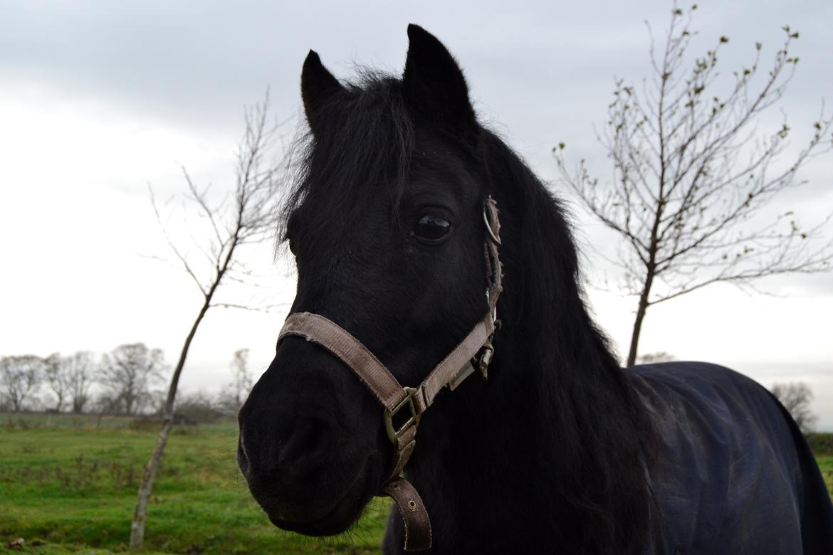 DSP Beauty billede 33