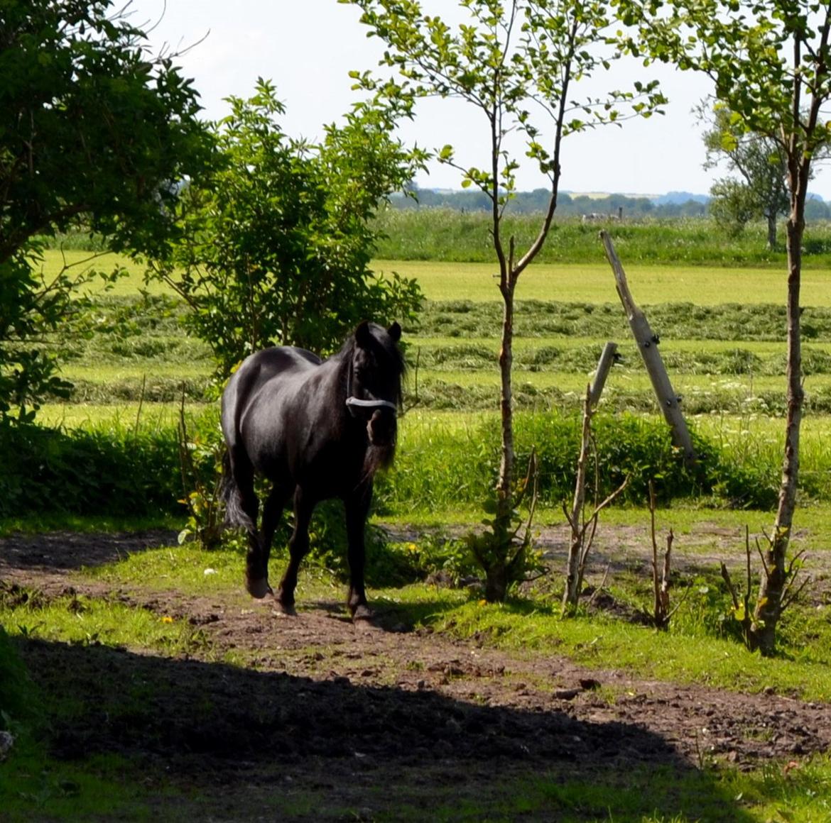 DSP Beauty billede 34