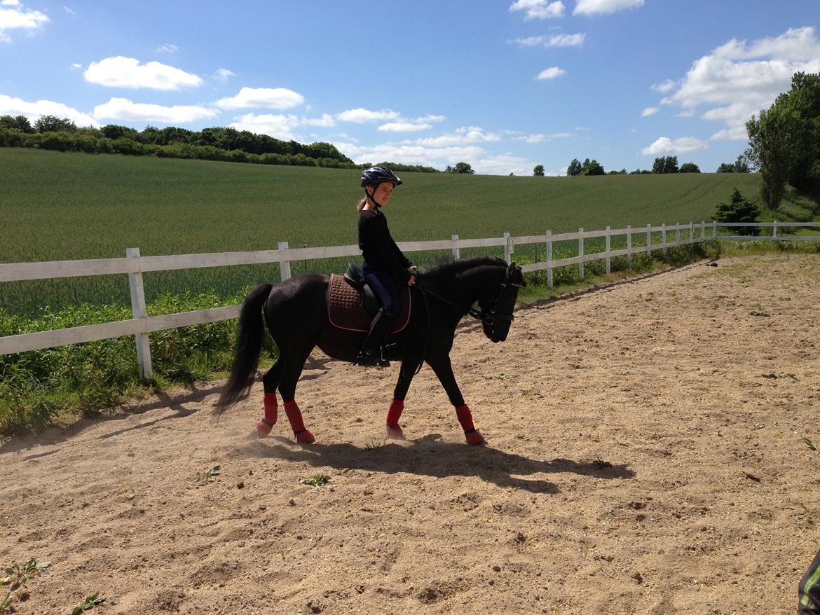 Anden særlig race Fie billede 9