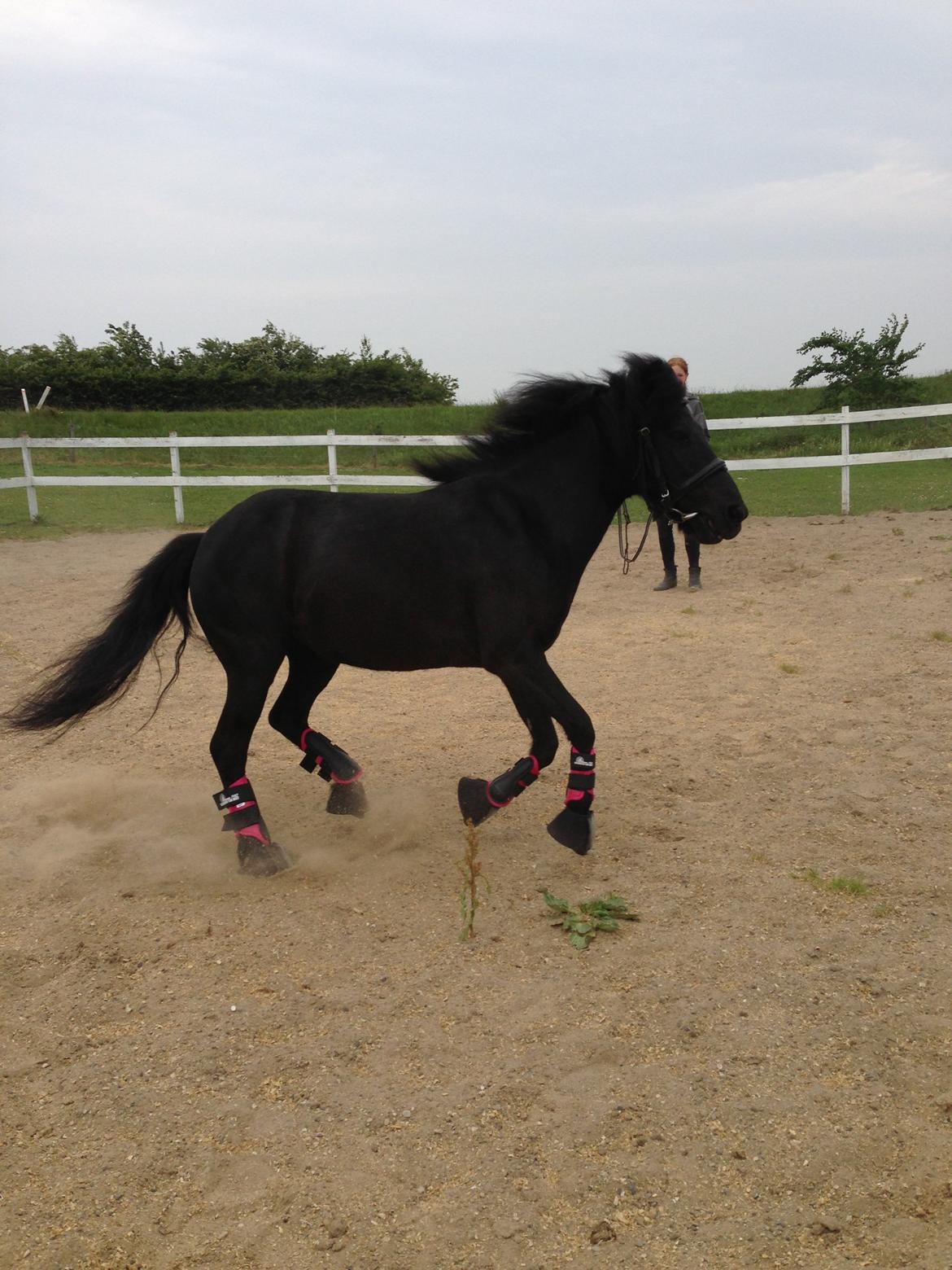 Anden særlig race Fie billede 10